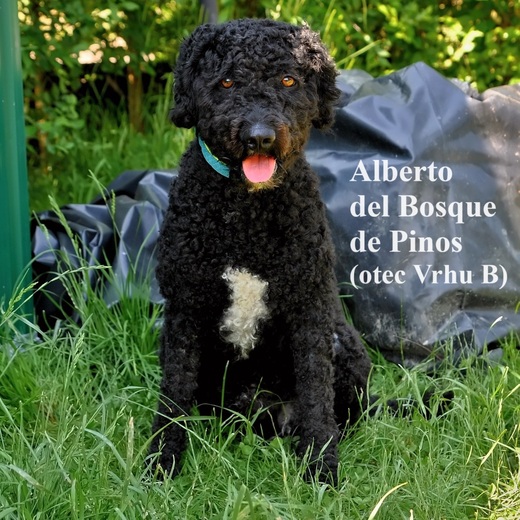 Alberto del Bosque de Pinos (otec Vrhu B) Perro de Agua 2.jpg