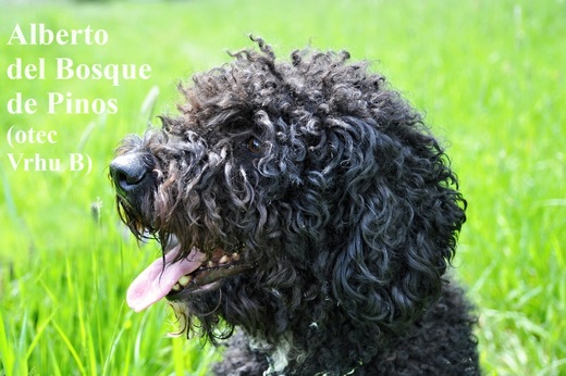 Alberto del Bosque de Pinos (otec Vrhu B) Perro de Agua.jpg