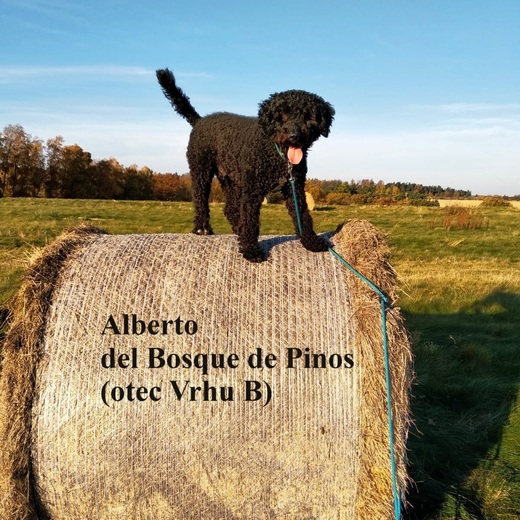 Alberto del Bosque de Pinos (otec Vrhu B) Španělský vodní pes 4.