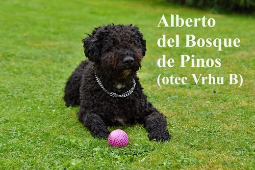 Alberto del Bosque de Pinos (otec Vrhu B) Španělský vodní pes.jp
