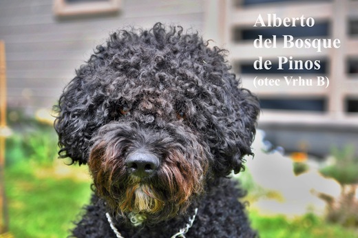 Alberto del Bosque de Pinos (otec Vrhu B) Spanish Water Dog 2.jp