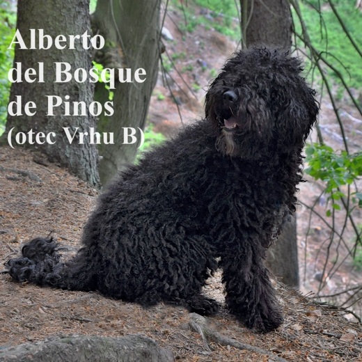 Alberto del Bosque de Pinos (otec Vrhu B) Spanish Water Dog 3.jp