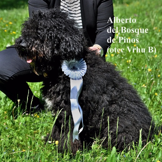 Alberto del Bosque de Pinos (otec Vrhu B) Spanish Water Dog.jpg