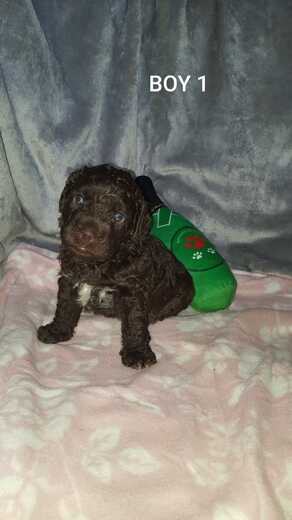 Boy 1, Španělský vodní pes (Spanish Water Dog) 2.jpg