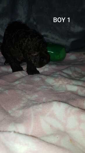 Boy 1, Španělský vodní pes (Spanish Water Dog), 4.jpg
