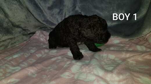 Boy 1, Španělský vodní pes (Spanish Water Dog).jpg