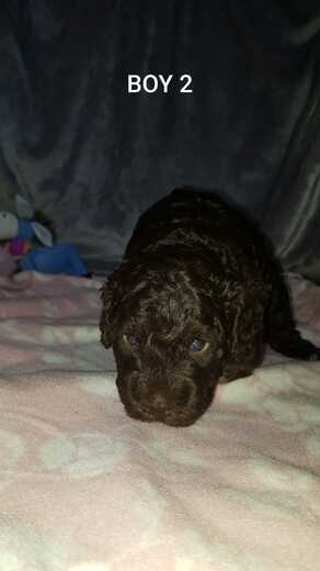 Boy 2, Španělský vodní pes (Spanish Water Dog), 2.jpg