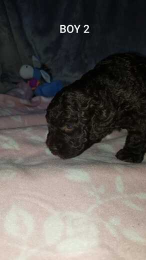 Boy 2, Španělský vodní pes (Spanish Water Dog), 5.jpg