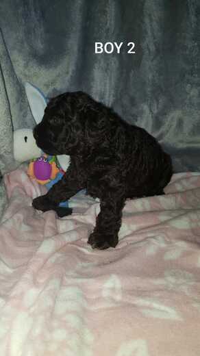 Boy 2, Španělský vodní pes (Spanish Water Dog).jpg