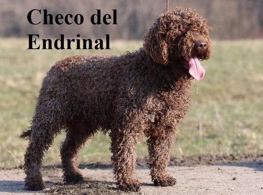 Checo del Endrinal, táta Vrhu A, Španělský vodní pes