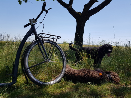 Elvíra s Klotyldou na výletě, El Perro de Agua Espanol