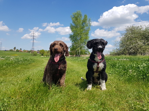 Elvíra a Klotylda, Spanish Water Dog