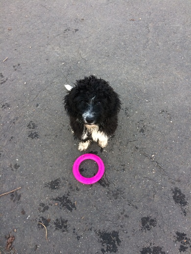 Elvíra, puppy, Spanish Water Dog