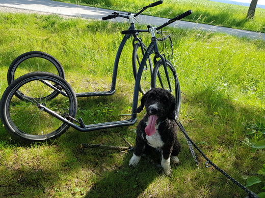 Elvíra, Spanis Water Dog