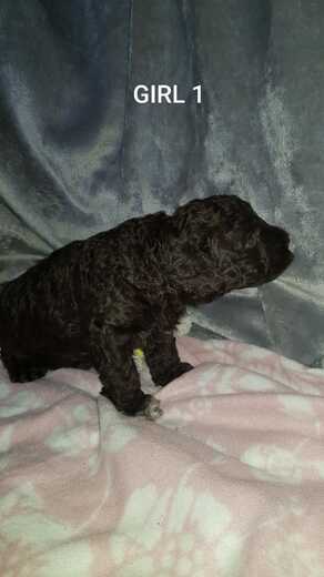 Girl 1, Španělský vodní pes (Spanish Water Dog), 2.jpg