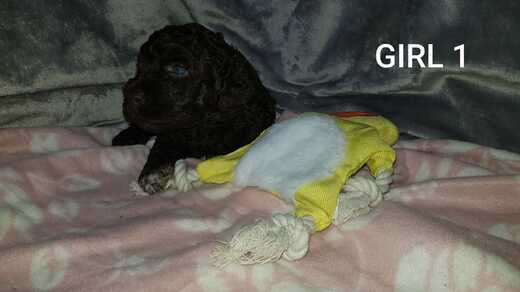 Girl 1, Španělský vodní pes (Spanish Water Dog), 3.jpg