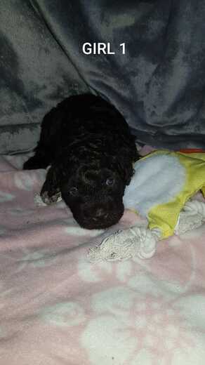 Girl 1, Španělský vodní pes (Spanish Water Dog), 4.jpg