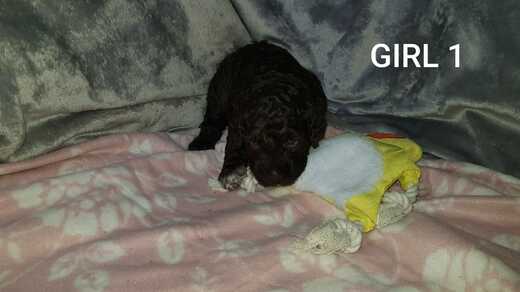 Girl 1, Španělský vodní pes (Spanish Water Dog), 5.jpg