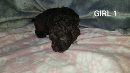 Girl 1, Španělský vodní pes (Spanish Water Dog).jpg