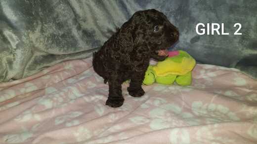 Girl 2, Španělský vodní pes (Spanish Water Dog), 2.jpg