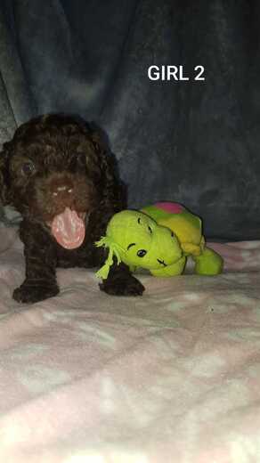 Girl 2, Španělský vodní pes (Spanish Water Dog), 5.jpg