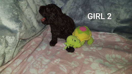 Girl 2, Španělský vodní pes (Spanish Water Dog), 7.jpg