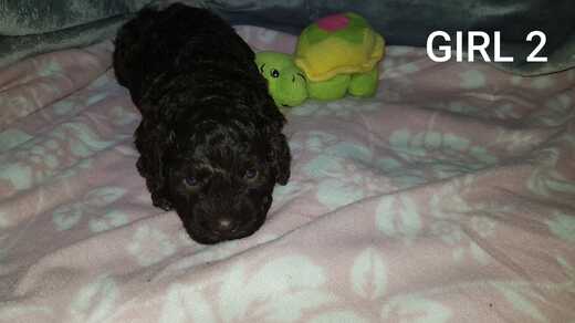 Girl 2, Španělský vodní pes (Spanish Water Dog).jpg