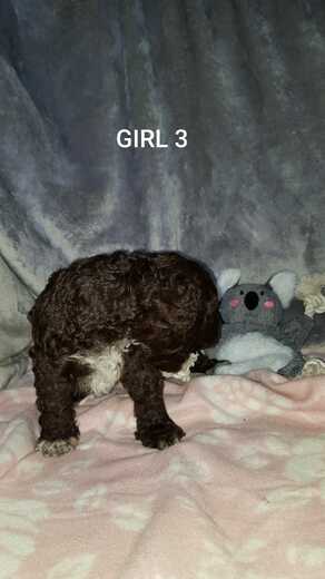 Girl 3, Španělský vodní pes (Spanish Water Dog), 2.jpg