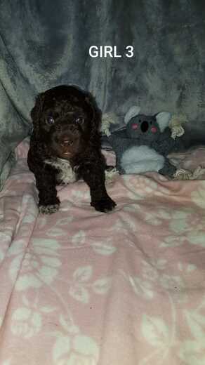 Girl 3, Španělský vodní pes (Spanish Water Dog), 3.jpg