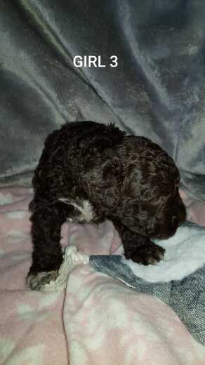 Girl 3, Španělský vodní pes (Spanish Water Dog), 4.jpg