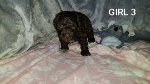 Girl 3, Španělský vodní pes (Spanish Water Dog), 5.jpg