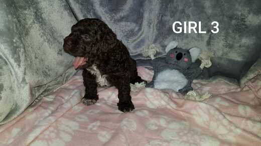 Girl 3, Španělský vodní pes (Spanish Water Dog).jpg