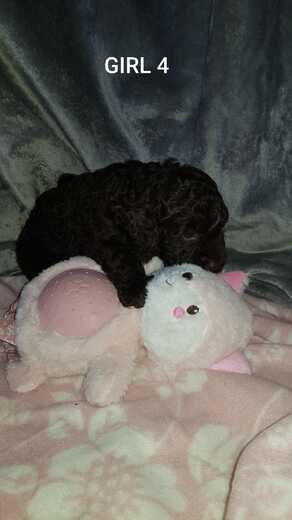 Girl 4, Španělský vodní pes (Spanish Water Dog), 2.jpg