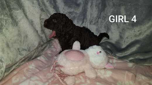 Girl 4, Španělský vodní pes (Spanish Water Dog), 3.jpg