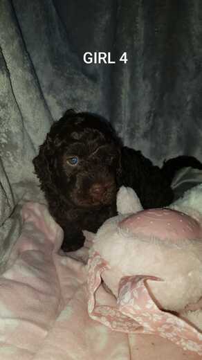 Girl 4, Španělský vodní pes (Spanish Water Dog), 4.jpg