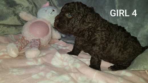Girl 4, Španělský vodní pes (Spanish Water Dog), 5.jpg