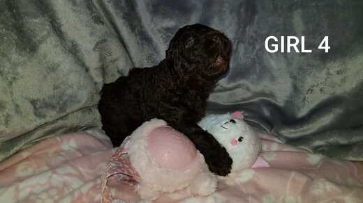Girl 4, Španělský vodní pes (Spanish Water Dog).jpg