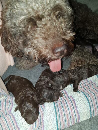 Štěňata plemene Španělský vodní pes (Spanish Water Dog) CHS Cane