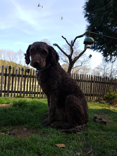 Klotylda, ostříhaná, El Perro de Agua Espanol