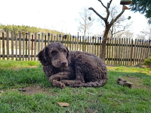 Klotylda, Perro de Agua Espanol