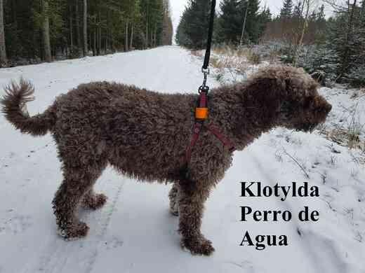 Klotylda Perro de Agua, máma Vrhu A