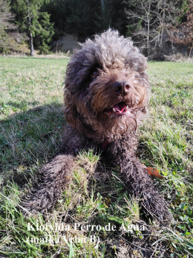 Klotylda Perro de Agua (matka Vrhu B) Španělský vodní pes 3.png