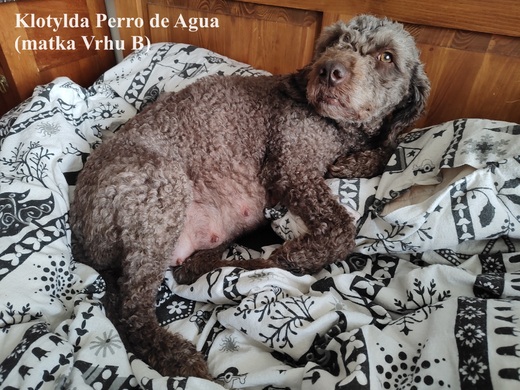 Klotylda Perro de Agua (matka Vrhu B) Španělský vodní pes 4.jpg