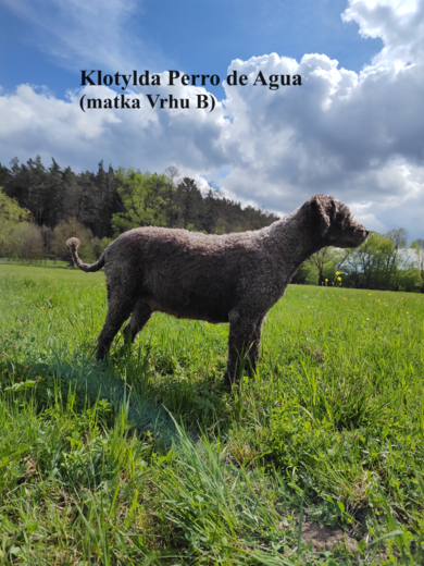 Klotylda Perro de Agua (matka Vrhu B) Španělský vodní pes 5.png