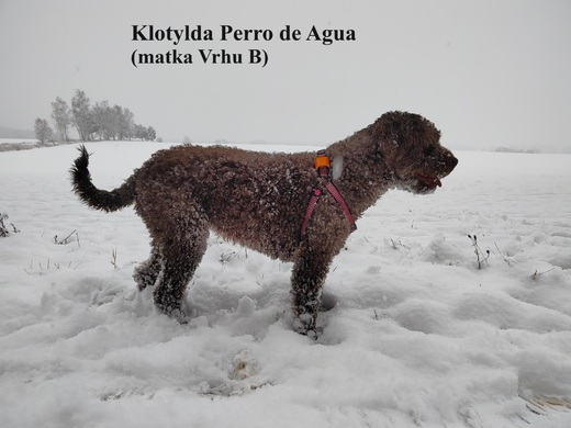 Klotylda Perro de Agua (matka Vrhu B) Španělský vodní pes.jpg