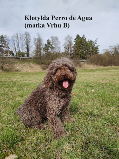 Klotylda Perro de Agua (matka Vrhu B) Spanish Water Dog 3.png