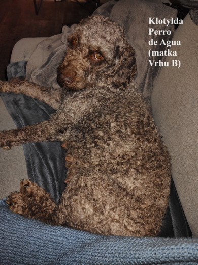 Klotylda Perro de Agua (matka Vrhu B) Spanish Water Dog 4.png