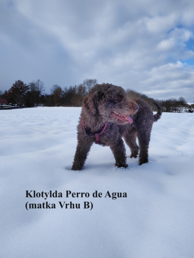 Klotylda Perro de Agua (matka Vrhu B) Spanish Water Dog.png