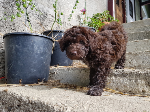 Klotylda, puppy, Spanish Water Dog