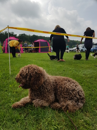 Klotylda, Spanish Water Dog